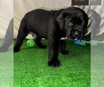 Small Photo #9  Breeder Profile in LEES SUMMIT, MO, USA
