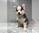 Small #3 Breeder Profile image