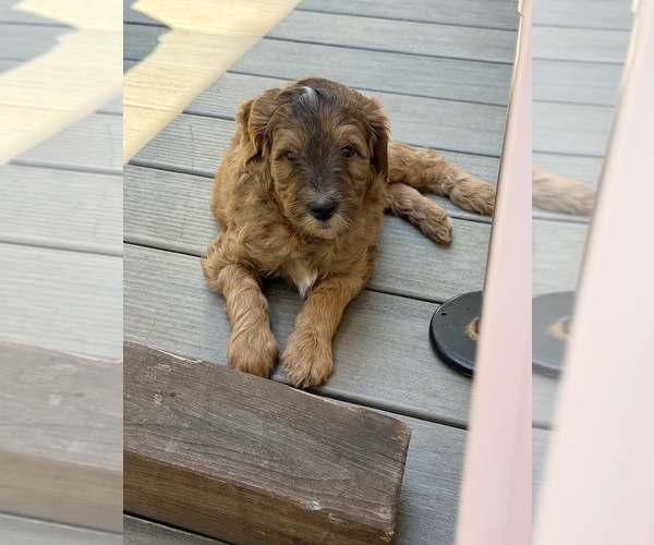 Medium Photo #13  Breeder Profile in CORVALLIS, OR, USA
