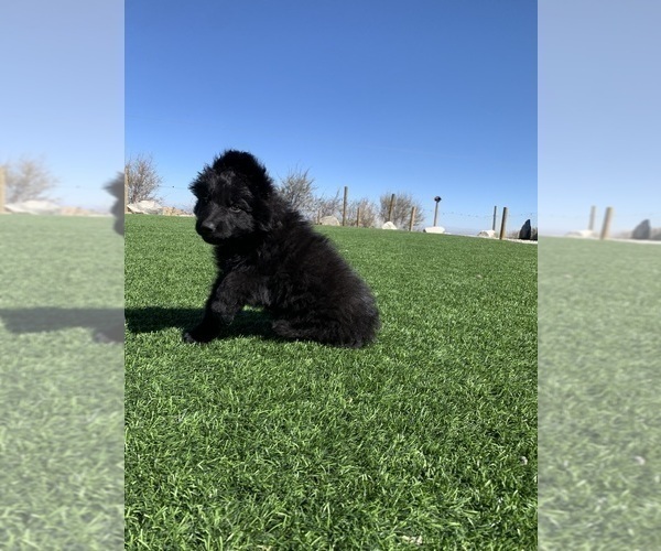 Medium Photo #167  Breeder Profile in PINON HILLS, CA, USA