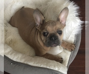 Main photo of French Bulldog Dog Breeder near NORCO, CA, USA