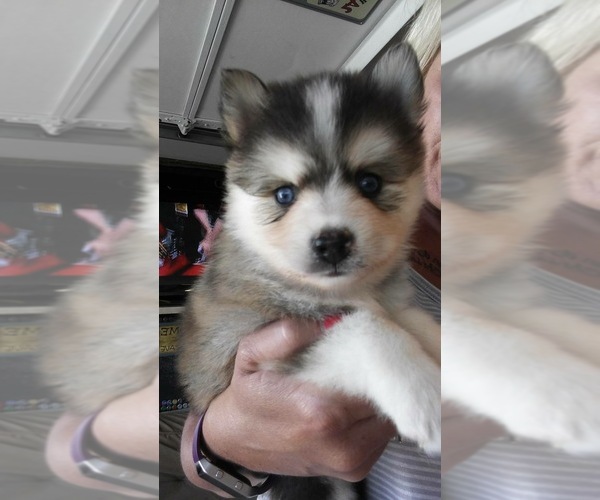 Medium Photo #28  Breeder Profile in GOLDEN VALLEY, AZ, USA