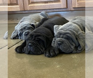 Neapolitan Mastiff Dog Breeder near SAN MARCOS, TX, USA