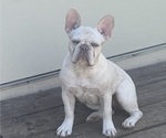 Small #1 Breeder Profile image