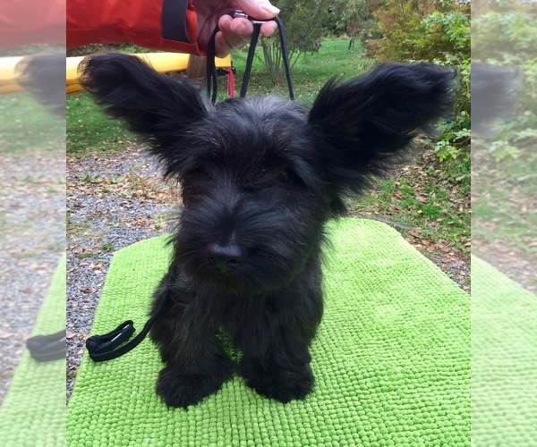 Medium Photo #10  Breeder Profile in LAKESIDE, CA, USA