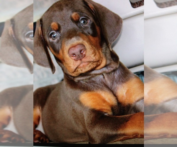 Medium Photo #57  Breeder Profile in LIVINGSTON, LA, USA