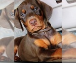 Small #56 Breeder Profile image