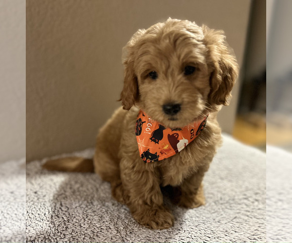 Medium Photo #14  Breeder Profile in HALTOM CITY, TX, USA