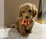 Small #13 Breeder Profile image