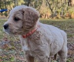 Small Photo #10  Breeder Profile in SAINT AUGUSTINE, FL, USA