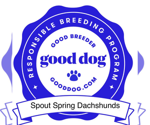 Dachshund Dog Breeder near SPOUT SPRING, VA, USA
