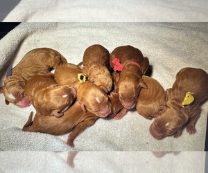 Goldendoodle Dog Breeder near MURFREESBORO, TN, USA