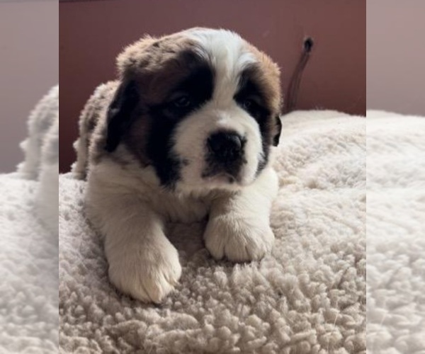 Medium Photo #1  Breeder Profile in WOODBRIDGE, CT, USA