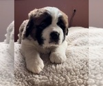 Small breeder photo