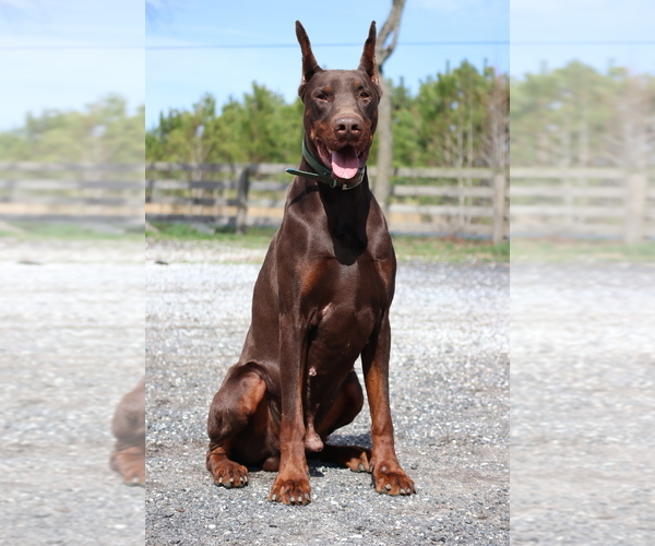 Medium Photo #1  Breeder Profile in GEORGETOWN, DE, USA