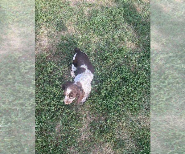 Medium Photo #3  Breeder Profile in PERRY, MO, USA