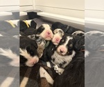 Small #1 Breeder Profile image