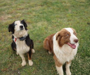 Australian Shepherd Dog Breeder in MESA,  USA