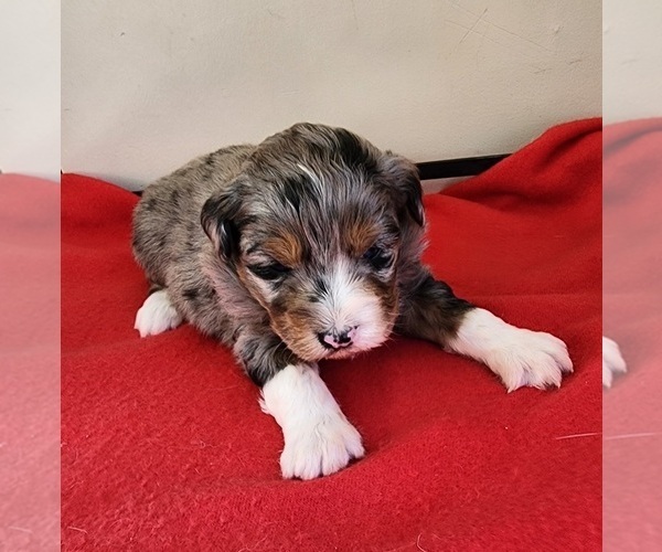 Medium Photo #1  Breeder Profile in HUNTSVILLE, AL, USA