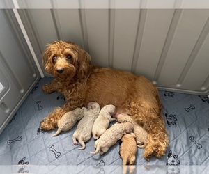 Miniature Labradoodle Dog Breeder near PALM BEACH GARDENS, FL, USA