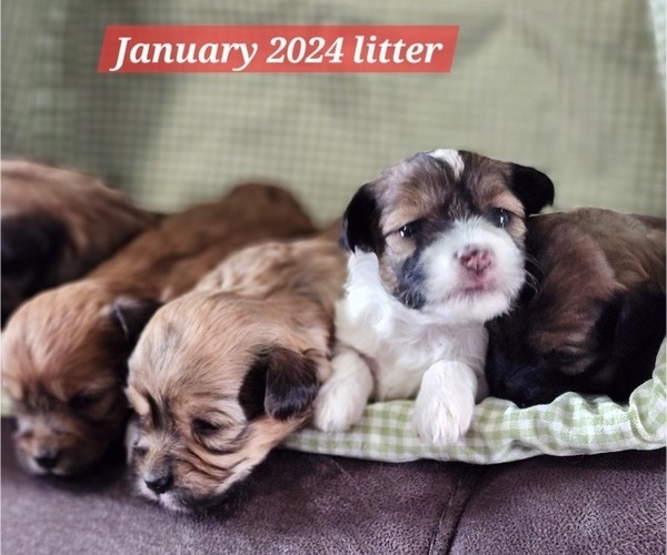 Medium Photo #8  Breeder Profile in ALBION, PA, USA