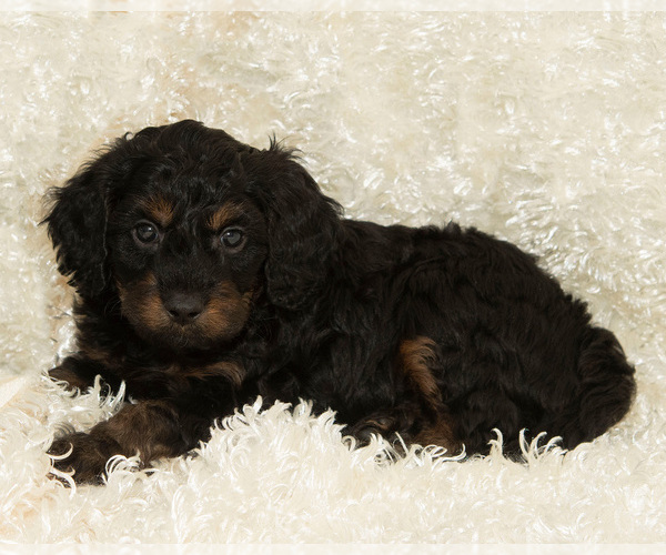 Medium Photo #12  Breeder Profile in TOPEKA, KS, USA