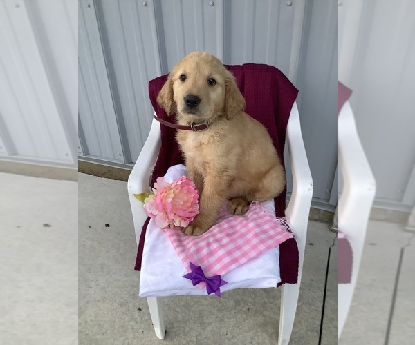 Medium Photo #1  Breeder Profile in LYNNWOOD, WA, USA