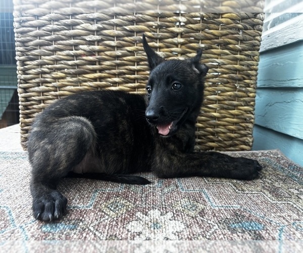 Medium Photo #8  Breeder Profile in COMMERCE, GA, USA