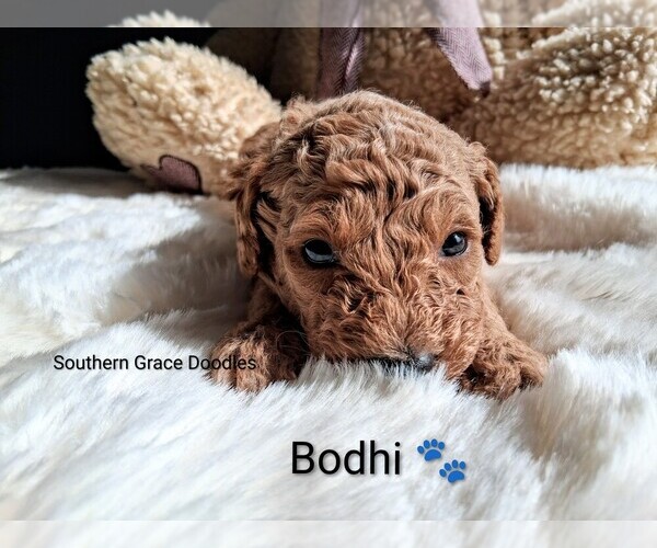 Medium Photo #3  Breeder Profile in GASTONIA, NC, USA