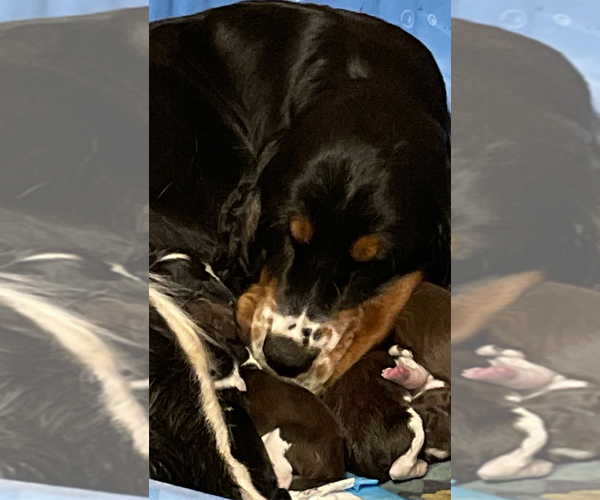 Medium Photo #4  Breeder Profile in MEADOW VISTA, CA, USA