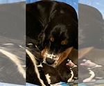 Small #3 Breeder Profile image