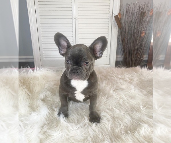 Medium Photo #1  Breeder Profile in EDISON, NJ, USA