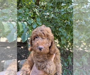 Poodle (Miniature) Dog Breeder near LOOMIS, CA, USA