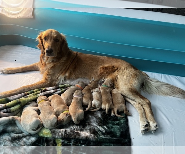 Medium Photo #1  Breeder Profile in FRUITA, CO, USA