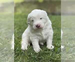 Sheepadoodle Dog Breeder near STALEY, NC, USA