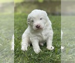 Small breeder photo