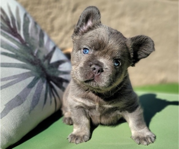 Medium Photo #2  Breeder Profile in LAS VEGAS, NV, USA