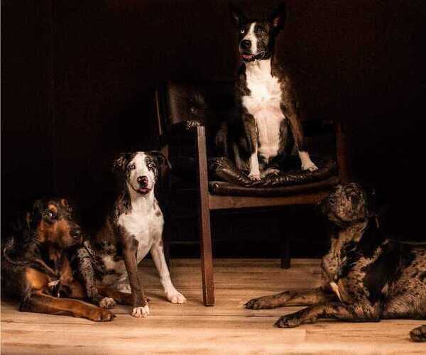 Medium Photo #1  Breeder Profile in WELLMAN, IA, USA