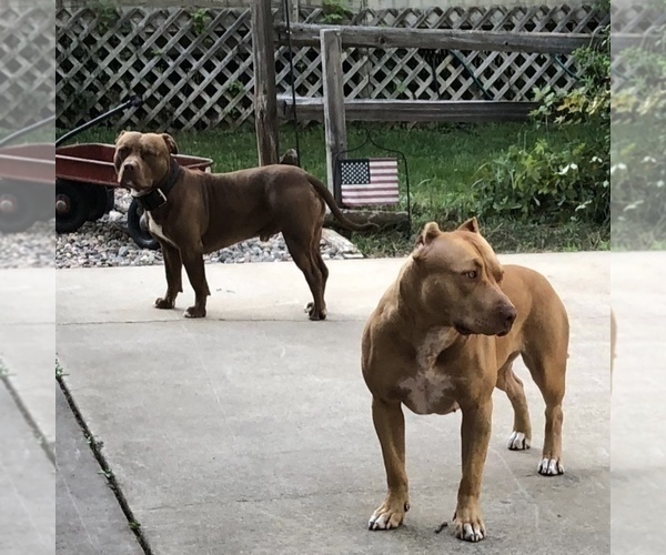 Medium Photo #1  Breeder Profile in FIFTY LAKES, MN, USA