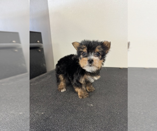 Medium Photo #2  Breeder Profile in DENHAM SPRINGS, LA, USA