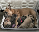 Small breeder photo