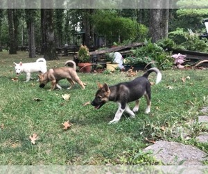 American Foxhound Dog Breeder near GROVESPRING, MO, USA