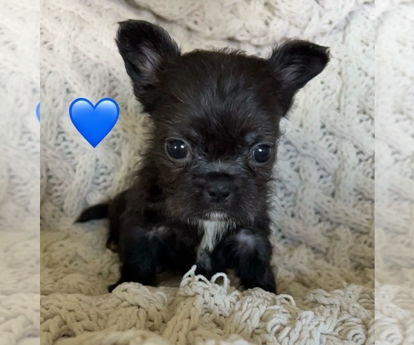Medium Photo #2  Breeder Profile in DENTON, MD, USA