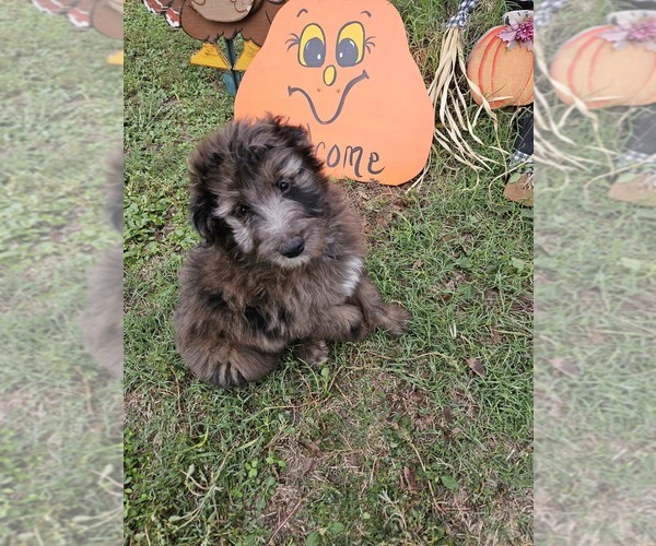 Medium Photo #1  Breeder Profile in EARLY, TX, USA