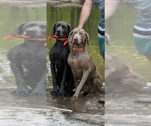 Weimaraner Dog Breeder near APPLING, GA, USA