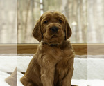 Small breeder photo