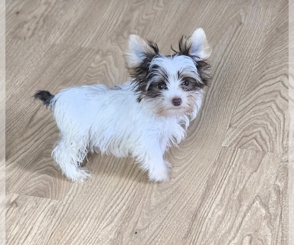 Medium Photo #3  Breeder Profile in ALEXANDRIA, IN, USA