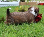 Small #43 Breeder Profile image