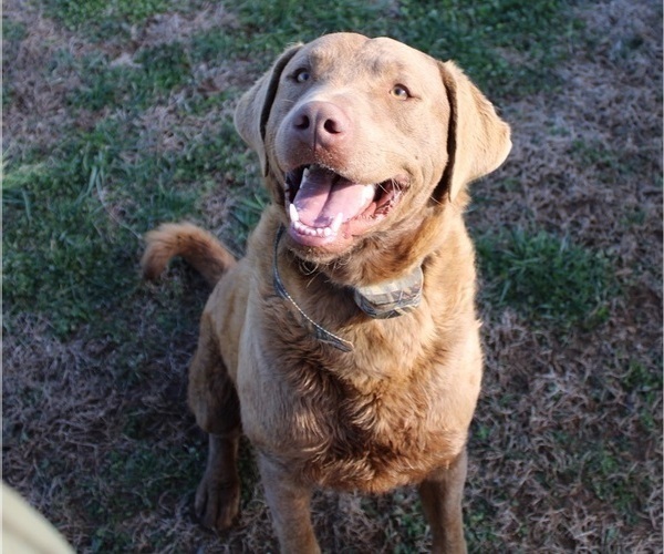 Medium Photo #1  Breeder Profile in SCOTTSVILLE, KY, USA