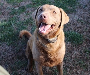 Chesapeake Bay Retriever Dog Breeder in SCOTTSVILLE,  USA